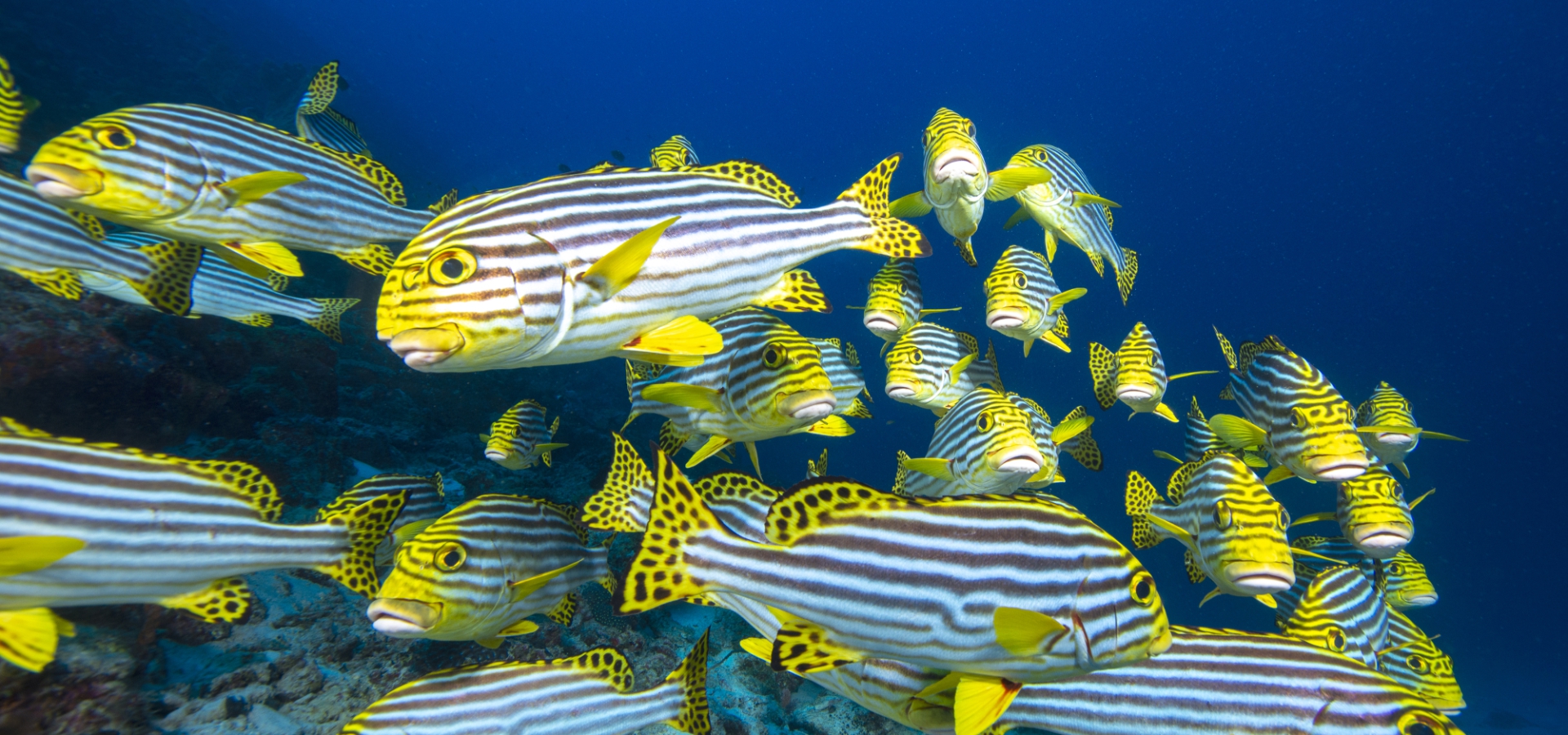 Mayotte abrite une faune et une flore uniques qu’il nous appartient de préserver.