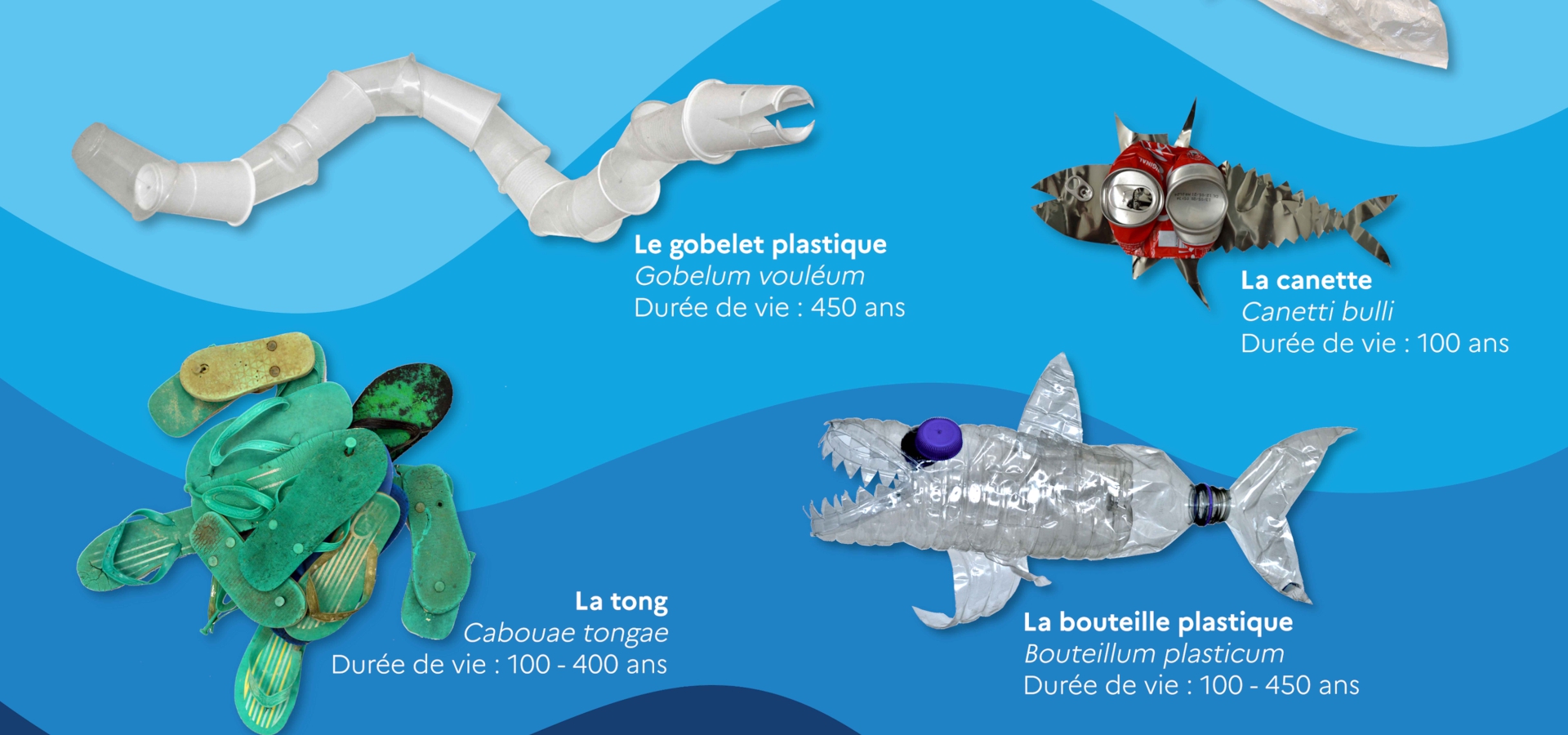 Espèces menaçantes à Mayotte